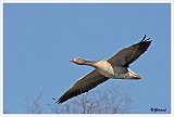 sized_Grauwe gans_20090321_031